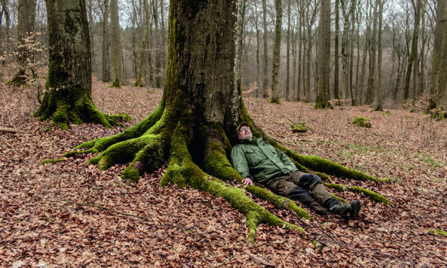 The Hidden Life of Tree